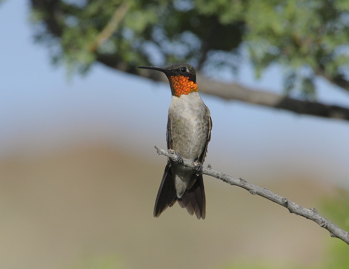 Ruby-throated Hummingbird - ML646489510