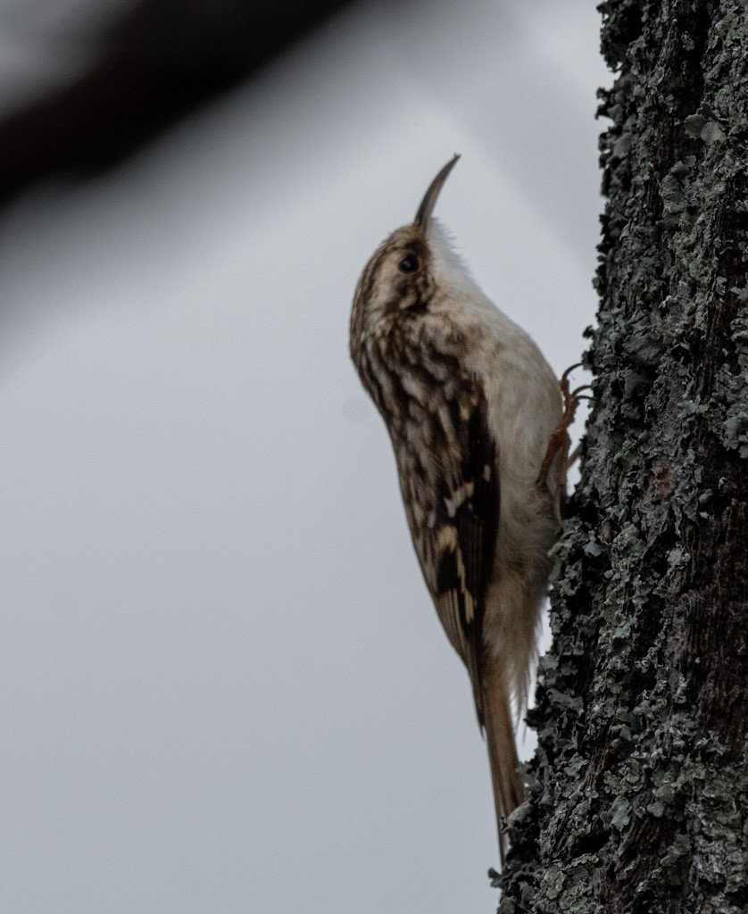 Brown Creeper - ML646489511
