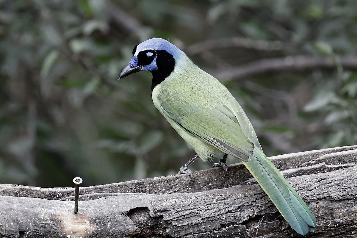 Yeşil Karga - ML646489512