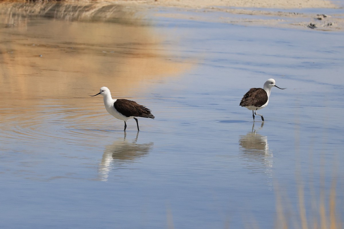 Andean Avocet - ML646489517