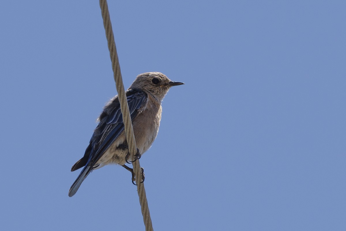 Western Bluebird - ML646489518