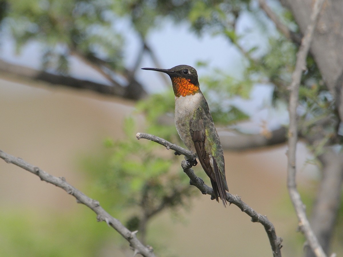 Ruby-throated Hummingbird - ML646489519