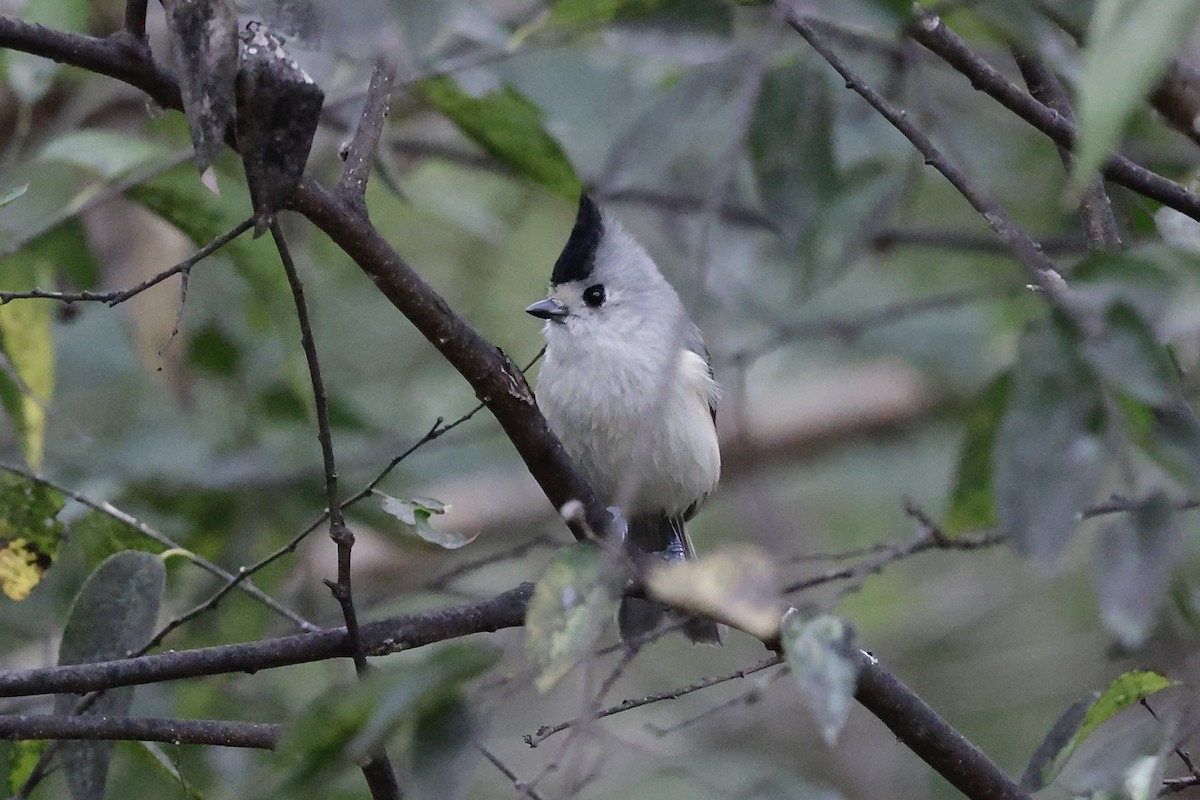 Black-crested Titmouse - ML646489527