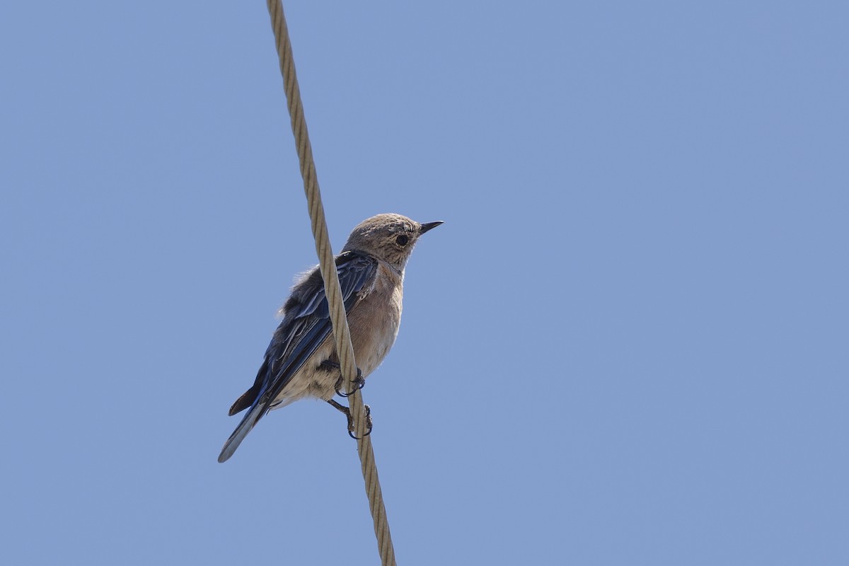 Western Bluebird - ML646489530
