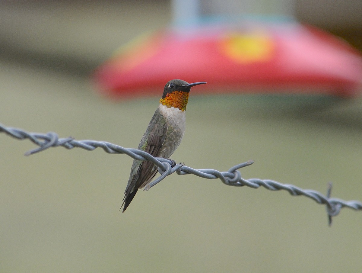 Ruby-throated Hummingbird - ML646489532
