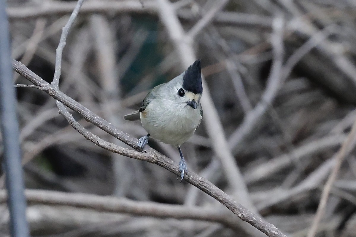 Black-crested Titmouse - ML646489535
