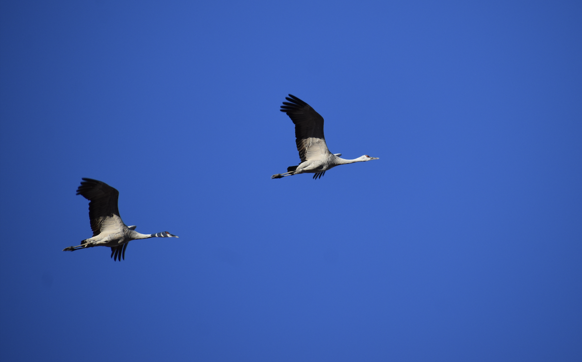 Sandhill Crane - ML646489536