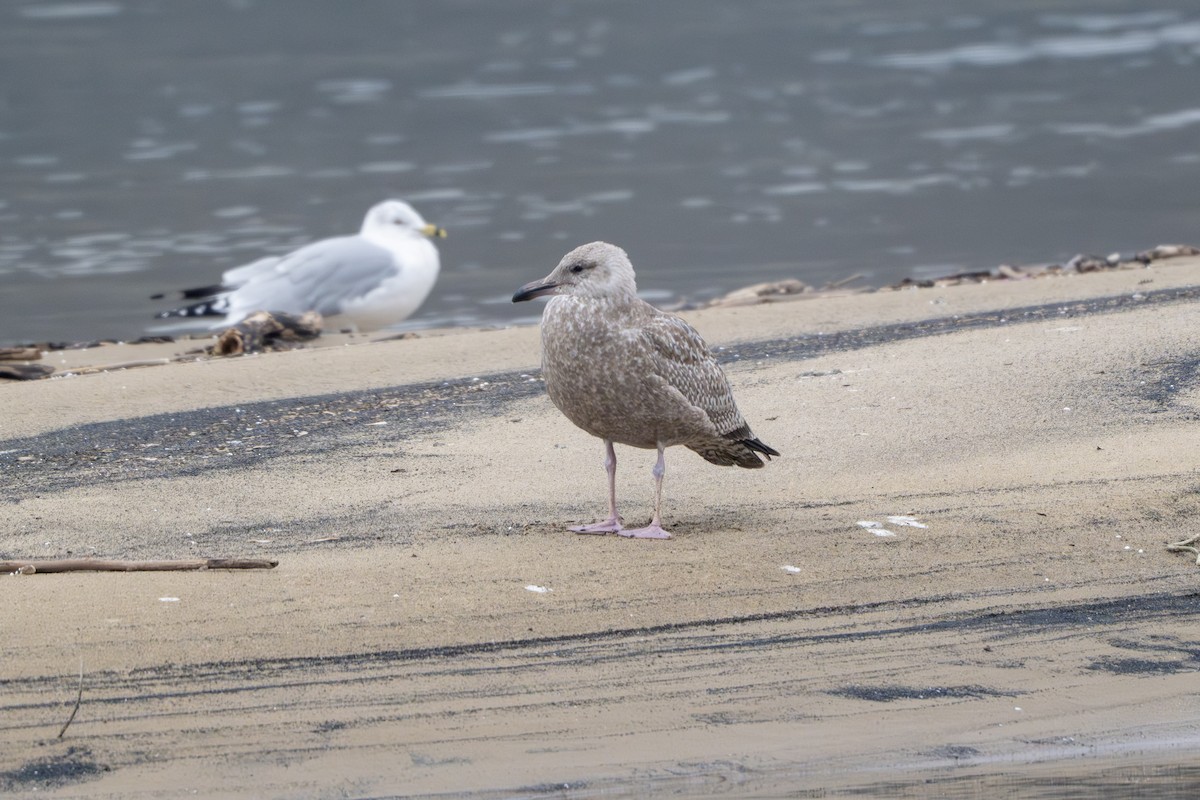 Goéland hudsonien - ML646489537