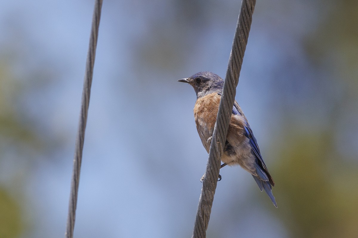 Western Bluebird - ML646489538