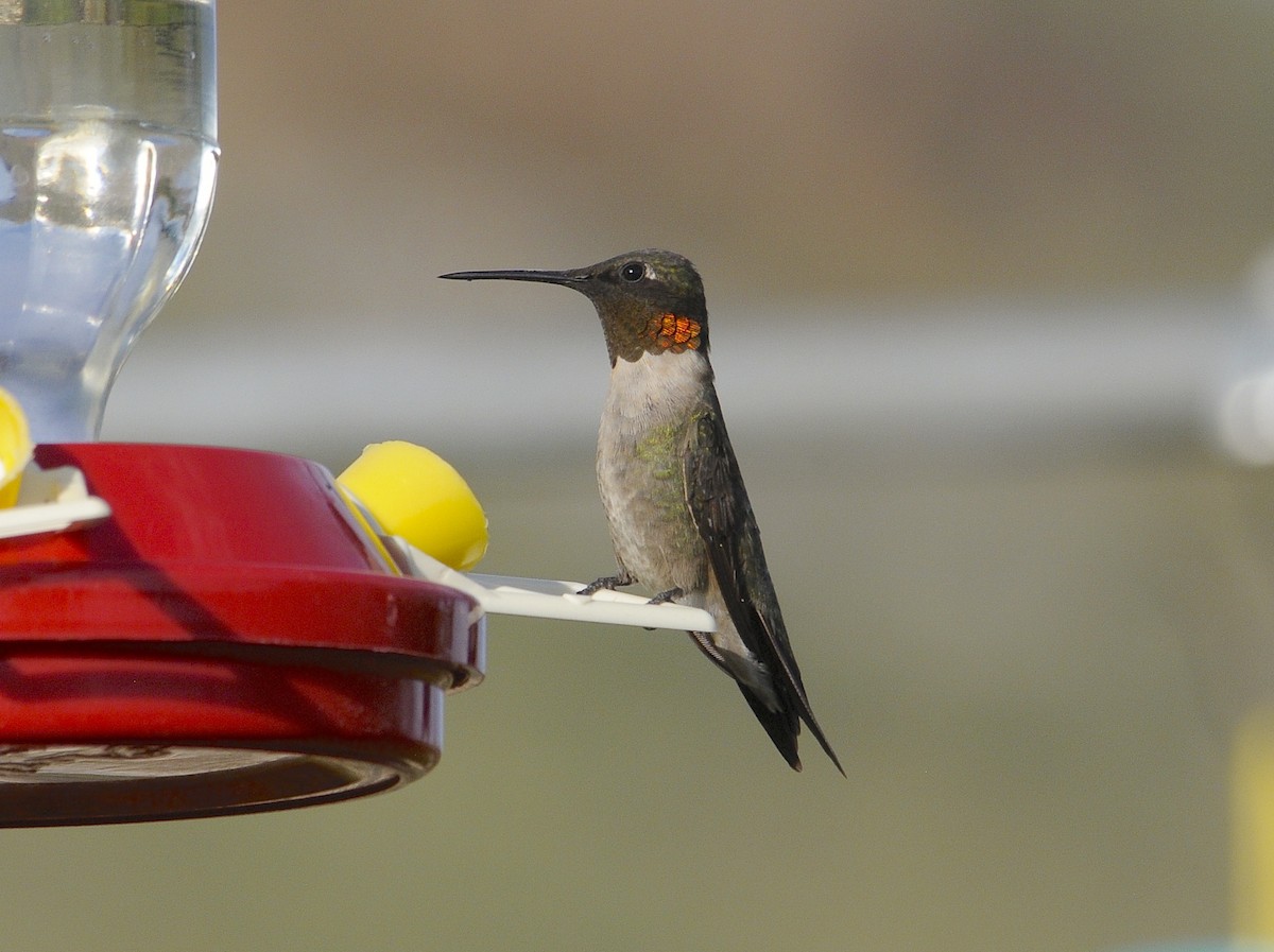 Ruby-throated Hummingbird - ML646489539