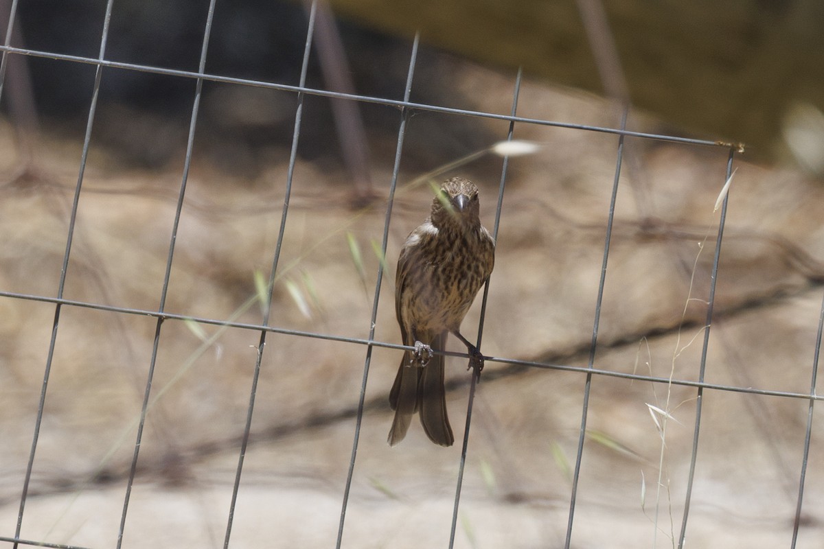 House Finch - ML646489542