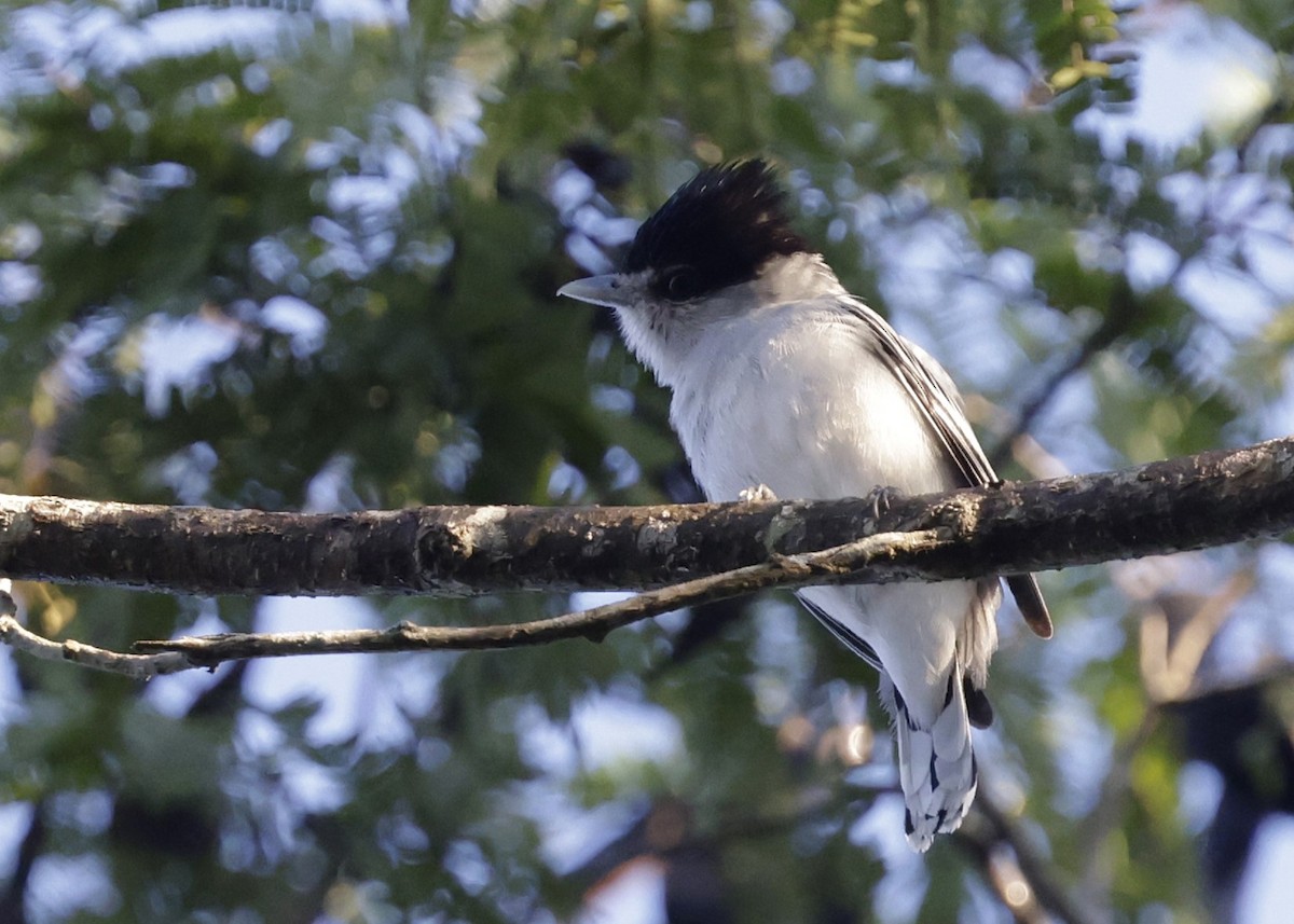 Gray-collared Becard - ML646489543