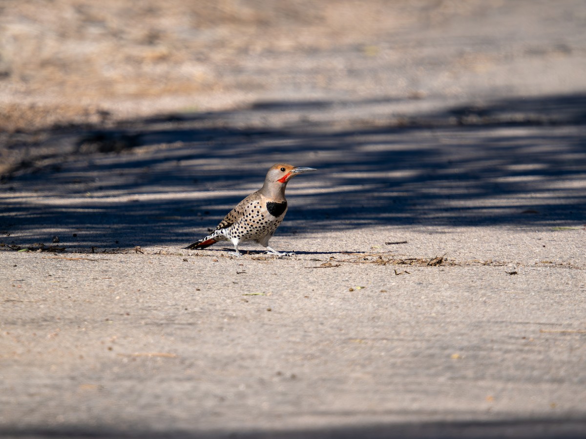 Northern Flicker - ML646489544