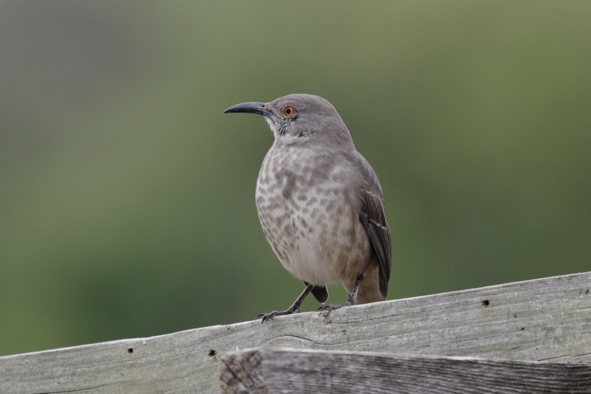 Curve-billed Thrasher - ML646489545
