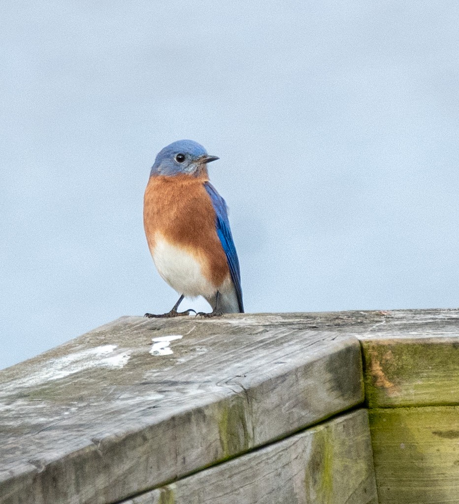 Eastern Bluebird - ML646489546