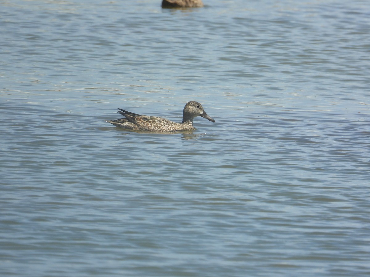 Blue-winged Teal - ML646489547