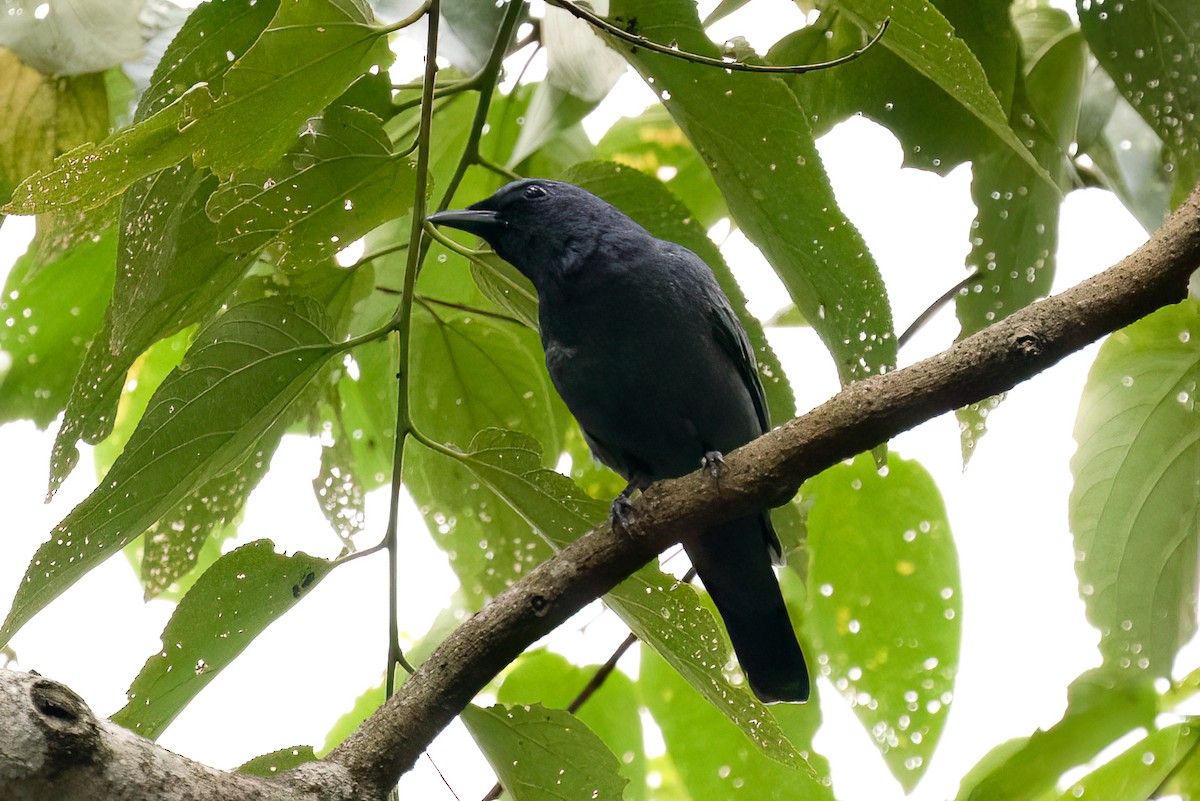 Sulawesi Cicadabird - ML646489552