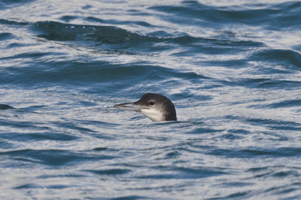 Common Loon - ML646489553