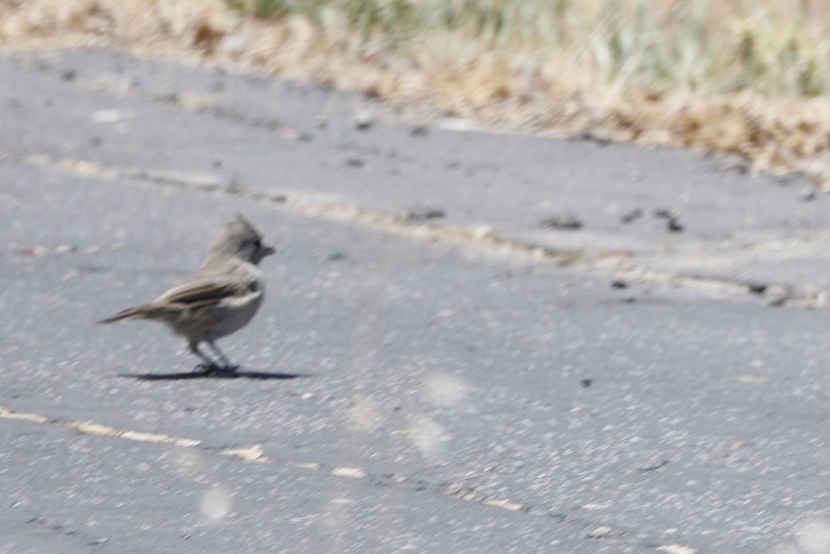 Oak Titmouse - ML646489554