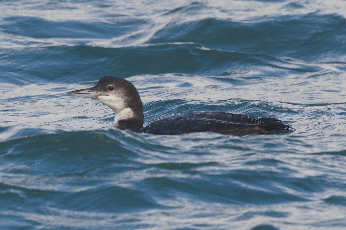 Common Loon - ML646489555