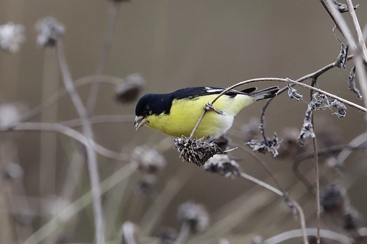 Lesser Goldfinch - ML646489556