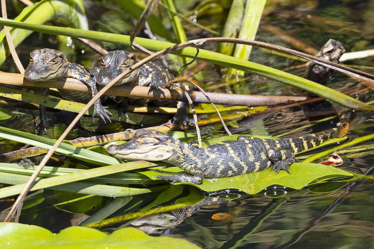 Animals - ML646489557