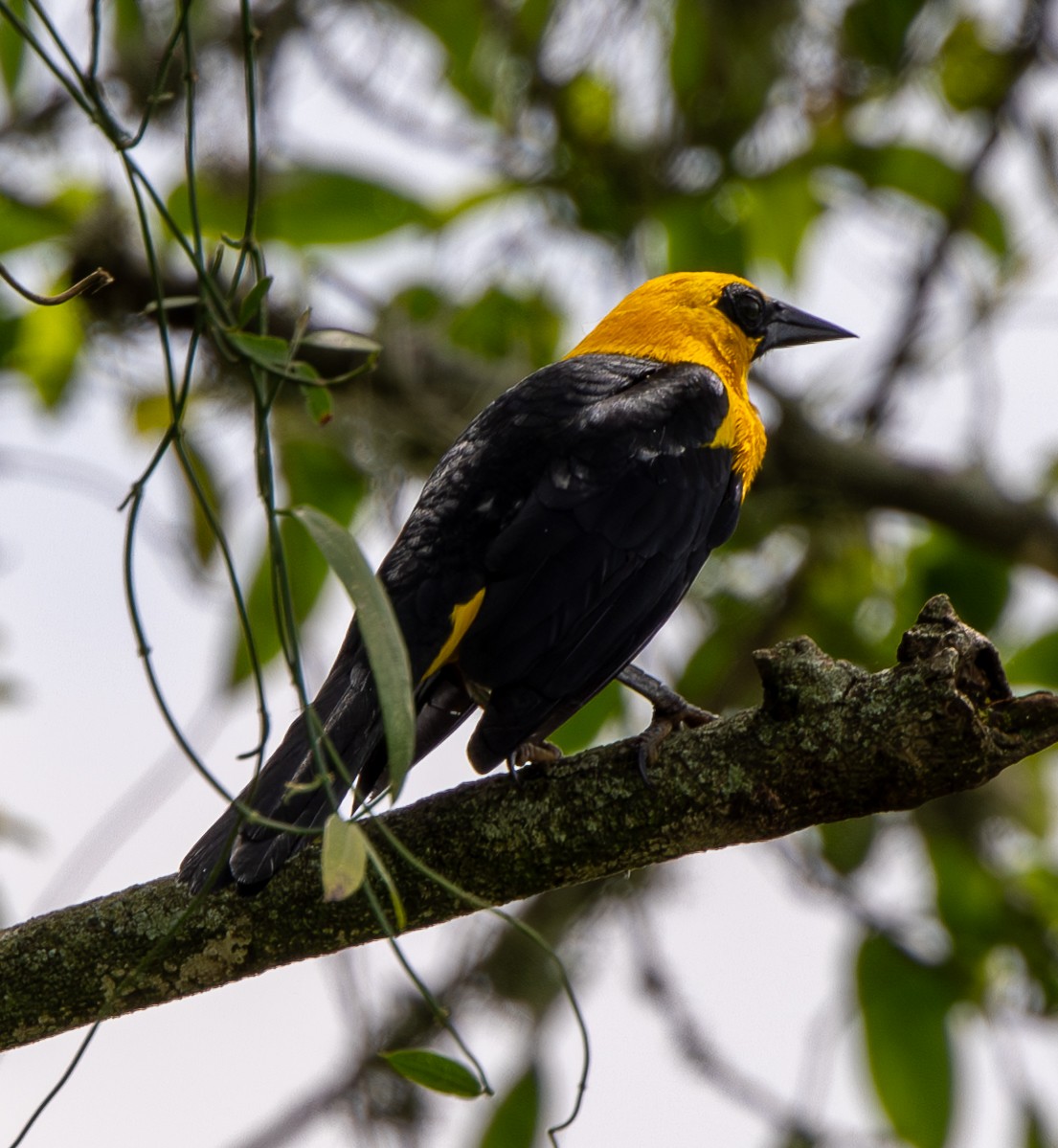 Oriole Blackbird - ML646489559