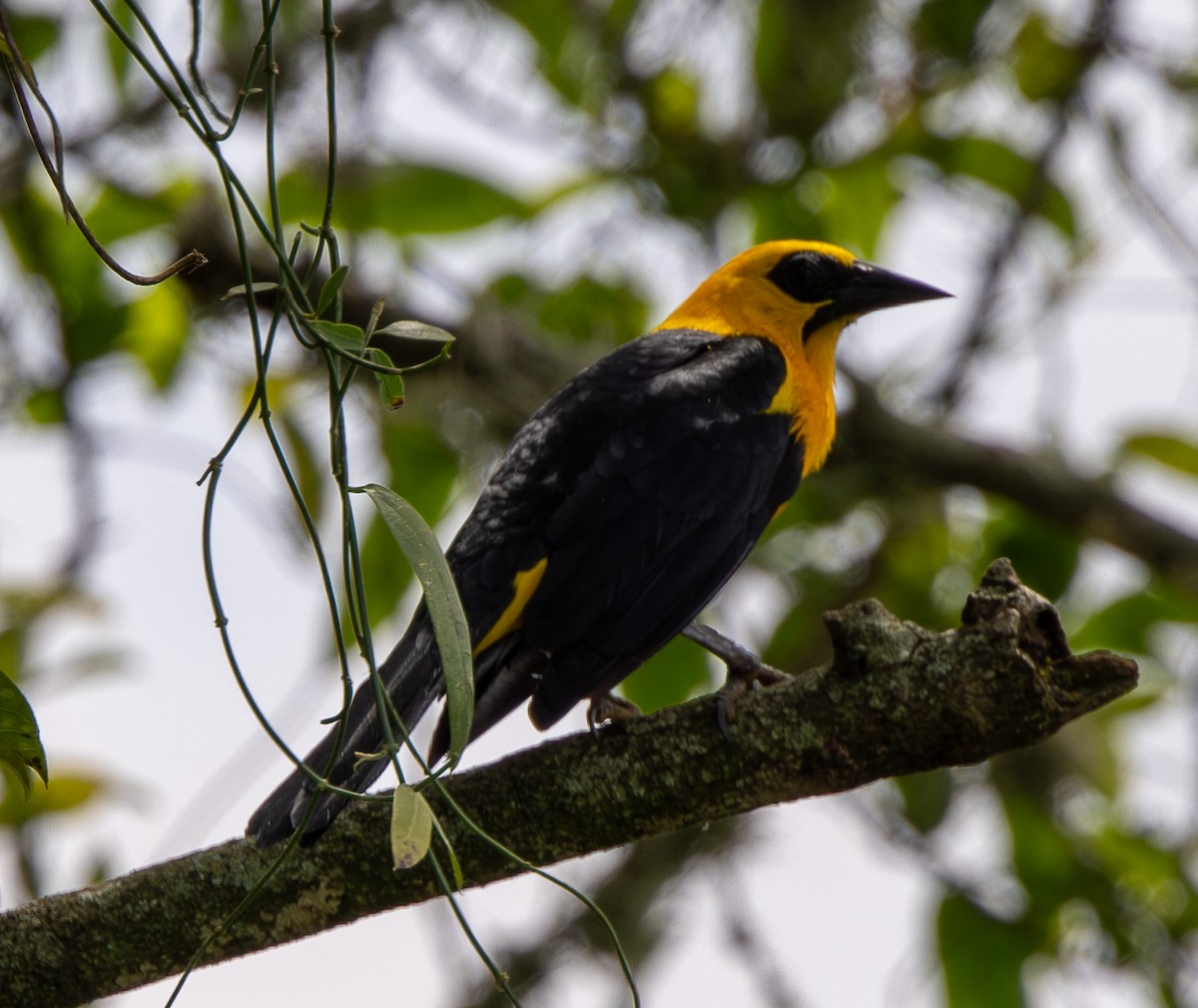 Oriole Blackbird - ML646489560