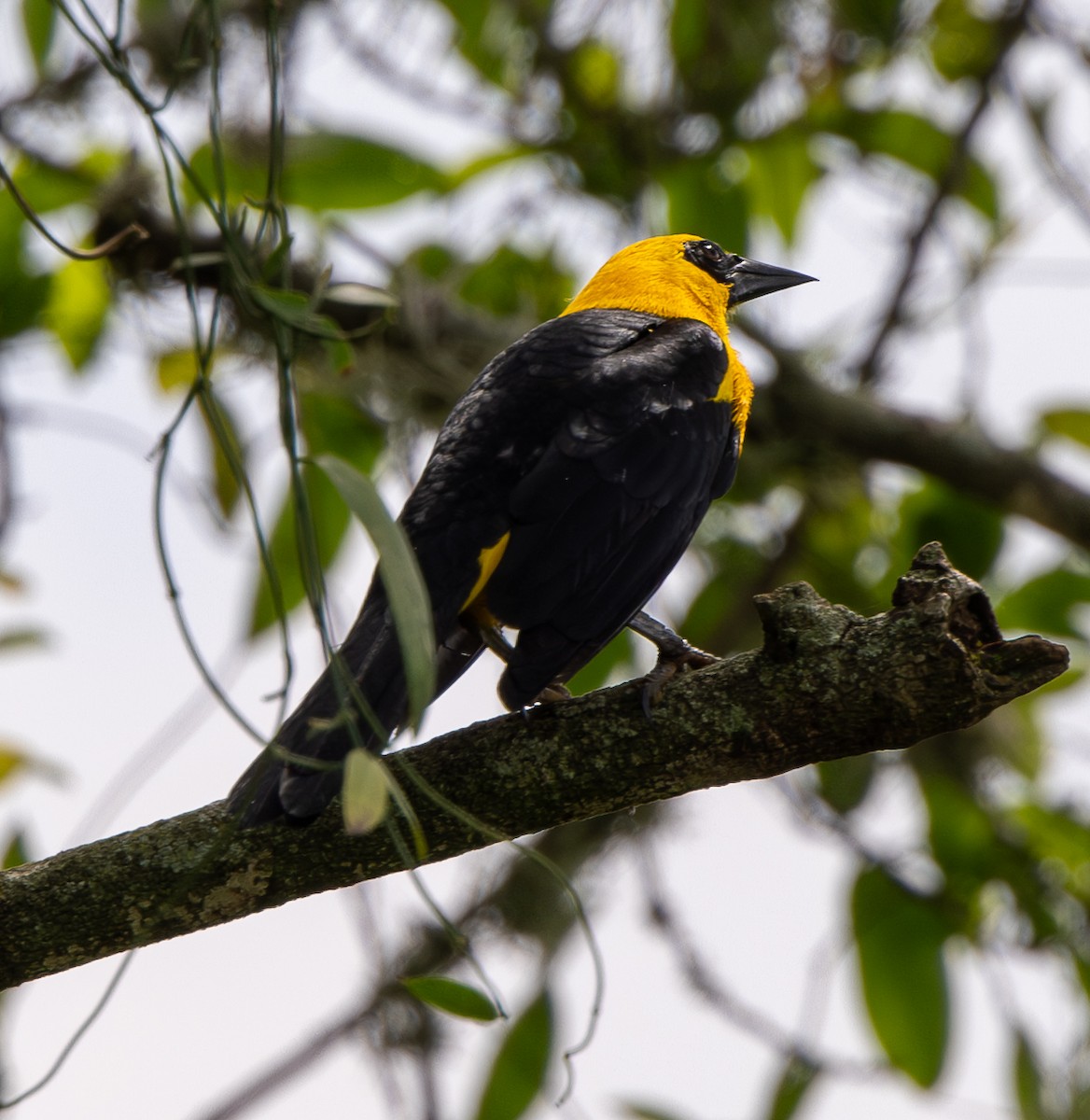 Oriole Blackbird - ML646489561