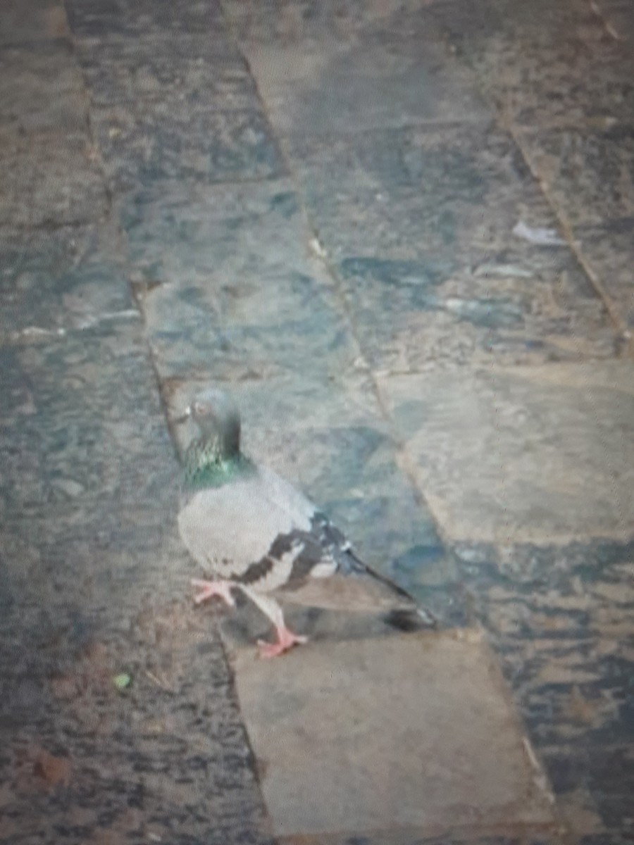 Rock Pigeon (Feral Pigeon) - ML646489564