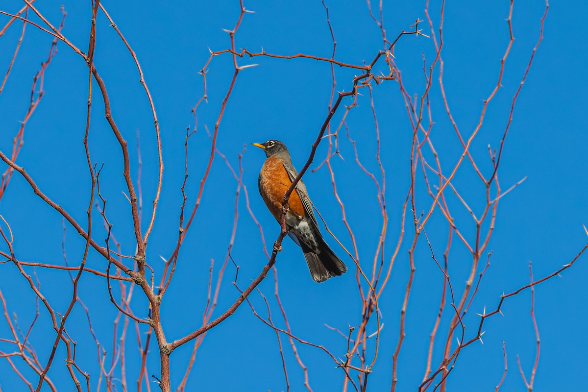 American Robin - ML646489565