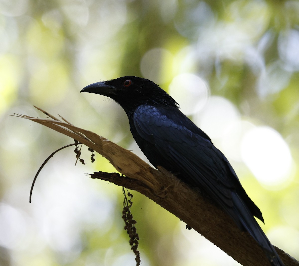 Spangled Drongo - ML646489566