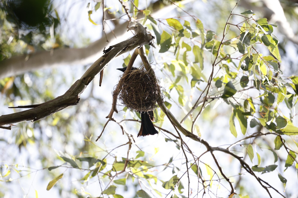 Spangled Drongo - ML646489567