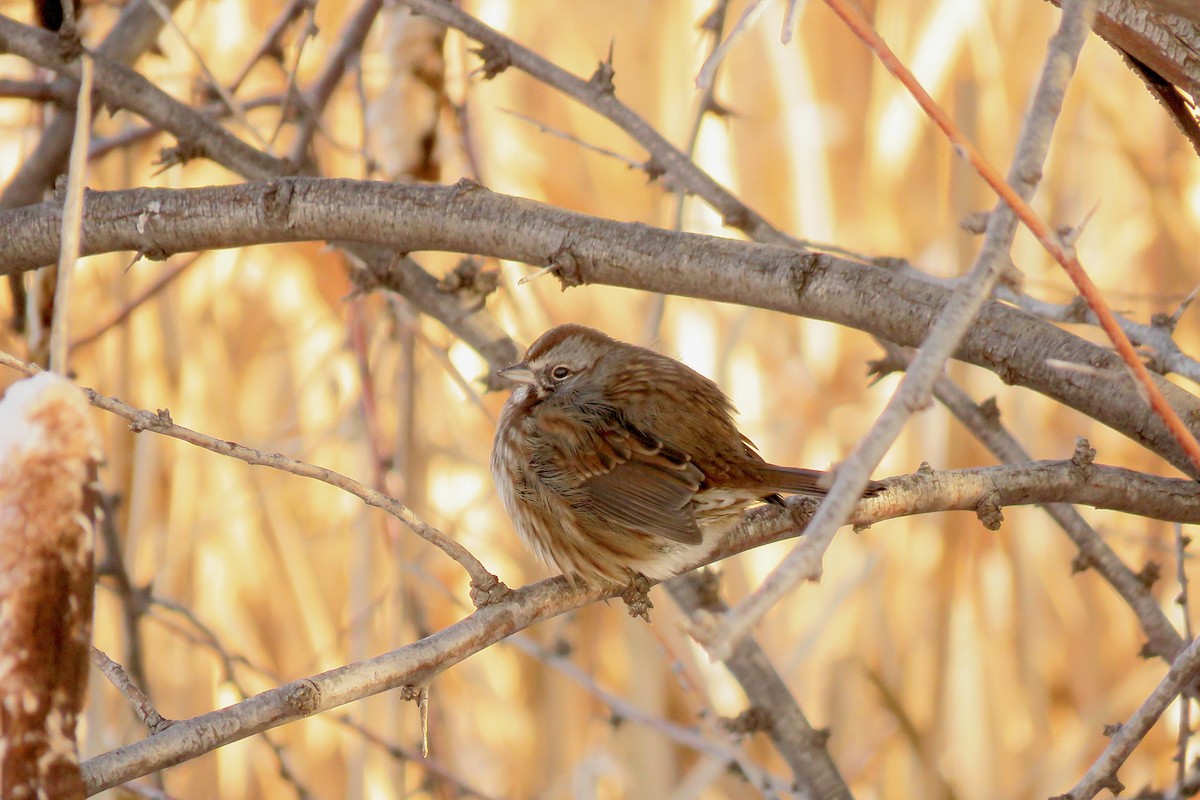 Song Sparrow - ML646489568