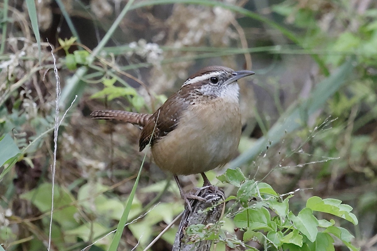 Carolina Wren - ML646489571