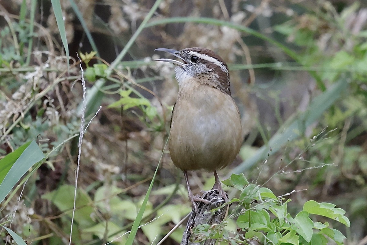 Carolina Wren - ML646489573