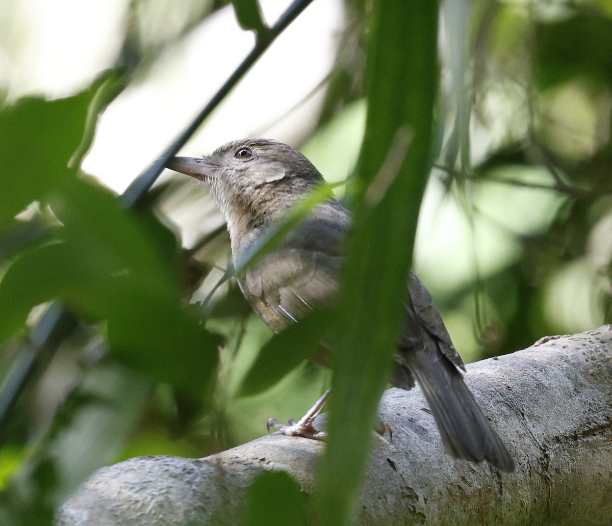 Little Shrikethrush - ML646489574