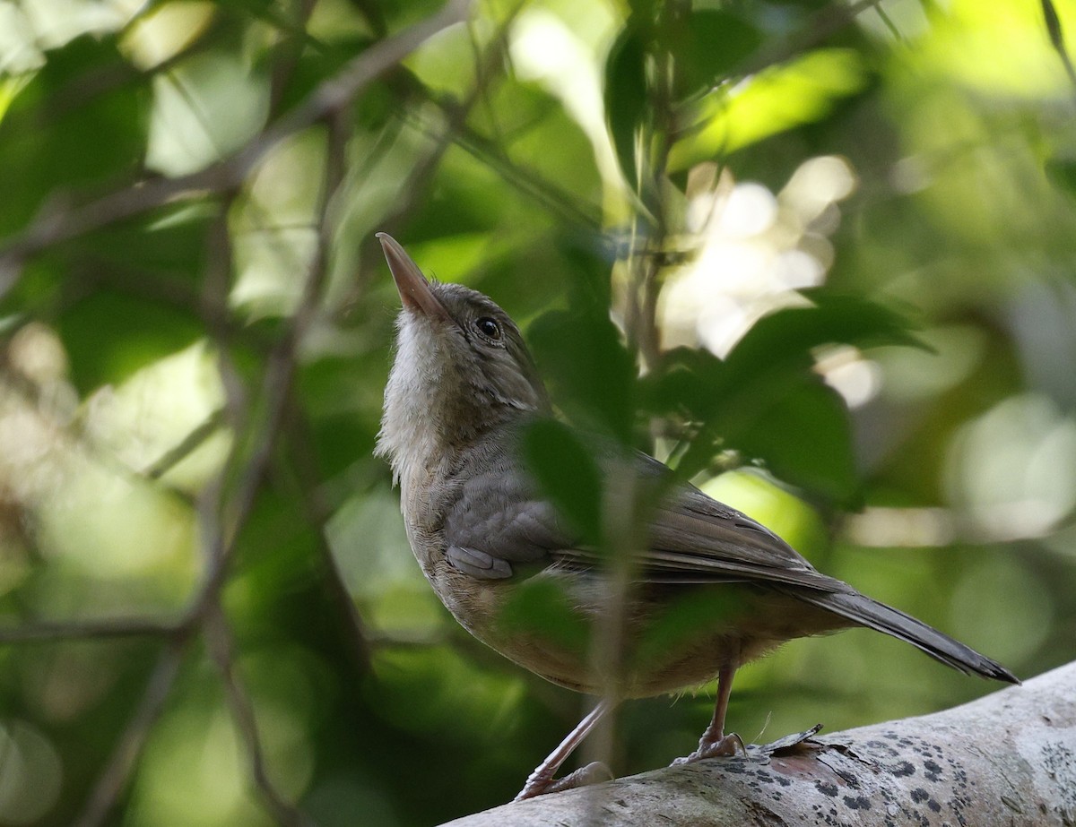 Little Shrikethrush - ML646489575