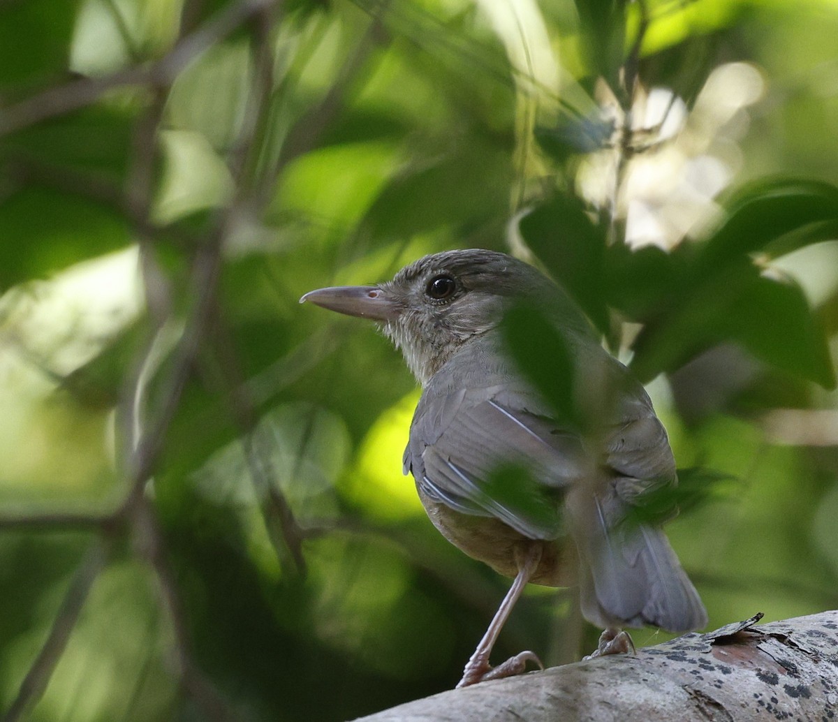 Little Shrikethrush - ML646489576