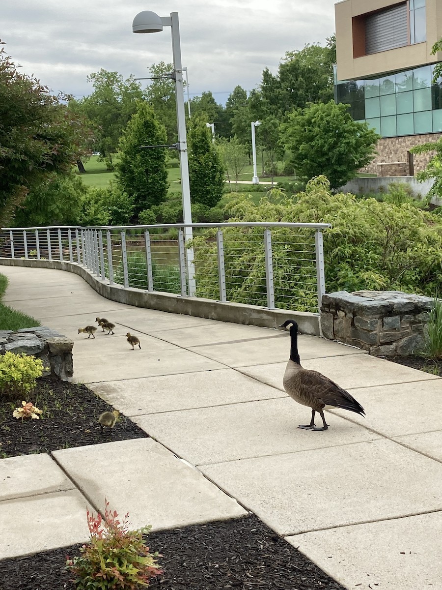 kanadagås - ML646489579