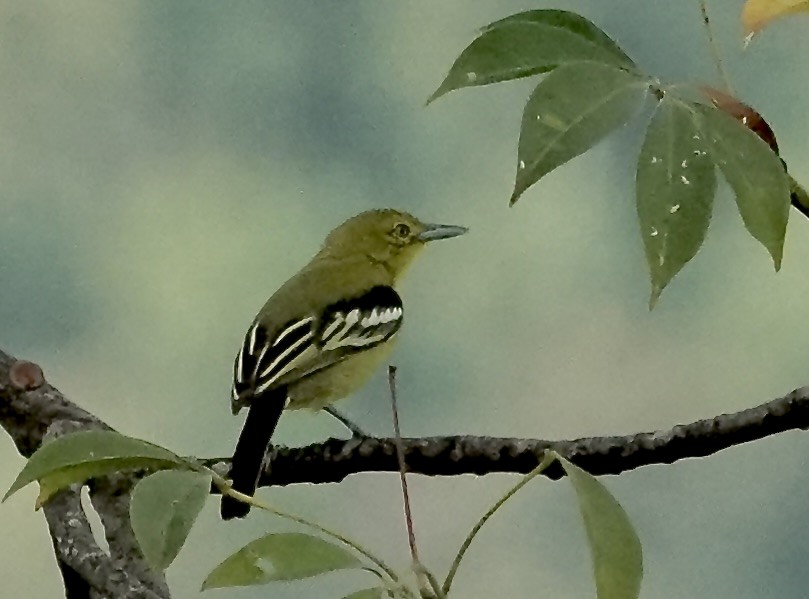 Common Iora - ML646489580