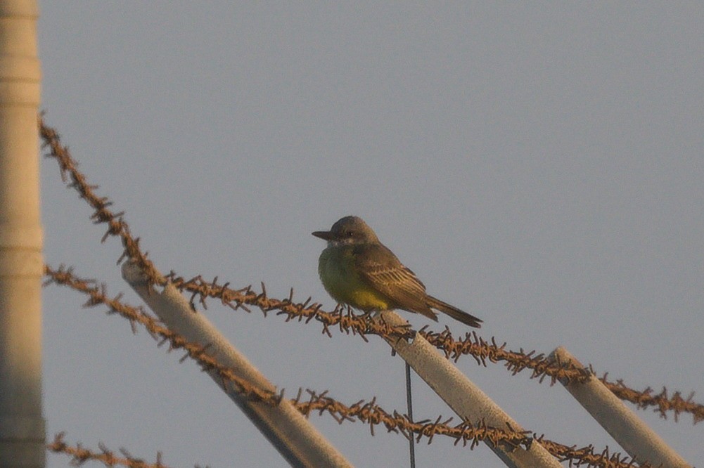 Tropical Kingbird - ML646489584