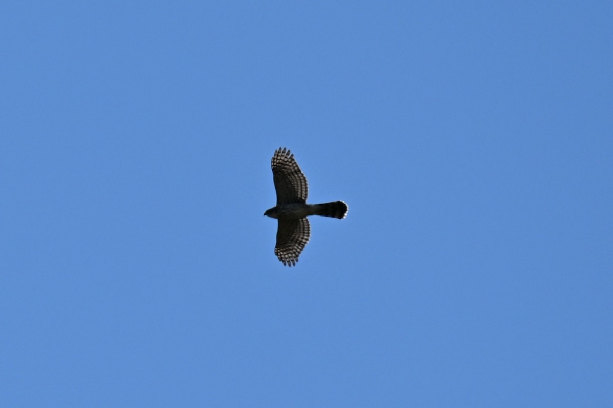 Cooper's Hawk - ML646489585