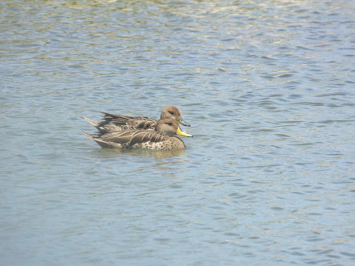 Yellow-billed Pintail - ML646489586