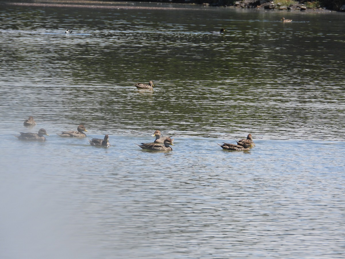 Yellow-billed Pintail - ML646489587