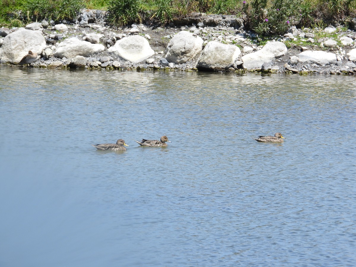 Yellow-billed Pintail - ML646489588