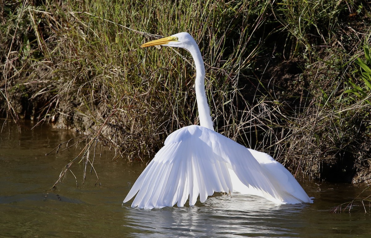 Great Egret - ML646489594