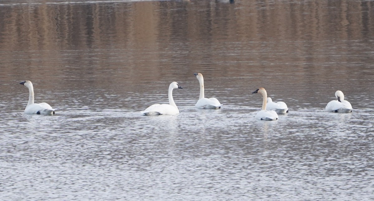 Trumpeter Swan - ML646489595
