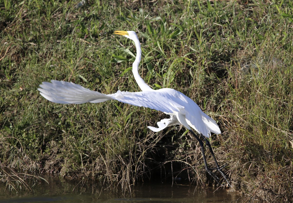 Great Egret - ML646489596