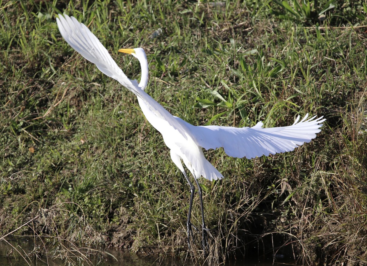 Great Egret - ML646489598